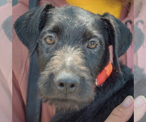 Mutt Dogs for adoption in Huntley, IL, USA