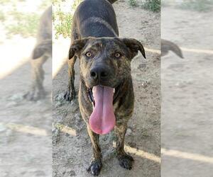 Mastiff-Unknown Mix Dogs for adoption in Riverside, CA, USA
