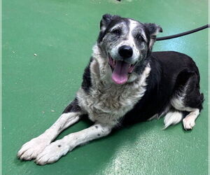Border Collie-Unknown Mix Dogs for adoption in Rustburg, VA, USA