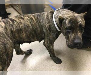 Mutt Dogs for adoption in Riverside, CA, USA