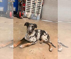 Catahoula Leopard Dog-Unknown Mix Dogs for adoption in The Woodlands, TX, USA