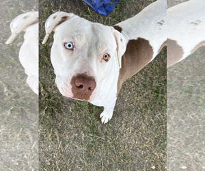 American Pit Bull Terrier Dogs for adoption in Rowlett, TX, USA