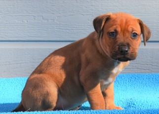Medium Photo #1 Boxer-Unknown Mix Puppy For Sale in Mukwonago, WI, USA