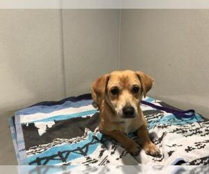Chiweenie Dogs for adoption in pomona, CA, USA