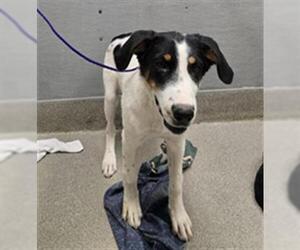 Border Collie-Unknown Mix Dogs for adoption in Las Vegas, NV, USA