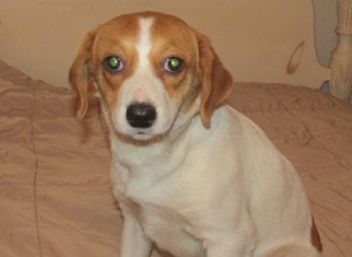Beagle Dogs for adoption in Glenwood, GA, USA