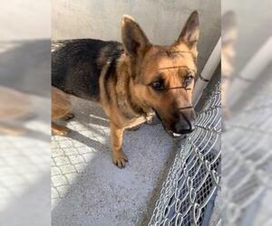 German Shepherd Dog Dogs for adoption in Lodi, CA, USA