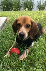 Beagle Dogs for adoption in Hollister, FL, USA