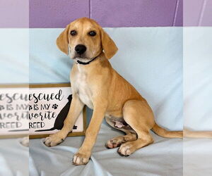 Mutt Dogs for adoption in Genesee, WI, USA