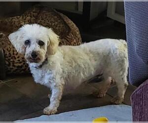Bichon Frise Dogs for adoption in Alexandria, KY, USA