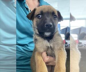 German Shepherd Dog Dogs for adoption in Plano, TX, USA