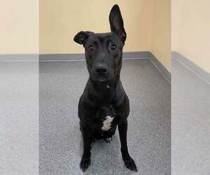 Mutt Dogs for adoption in Low Moor, VA, USA