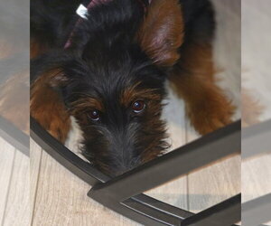 Airedale Terrier-Unknown Mix Dogs for adoption in Wheaton, IL, USA