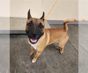 Bull Terrier-Unknown Mix Dogs for adoption in Orange, CA, USA