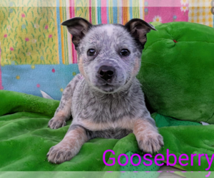 Mutt Dogs for adoption in Fresno, CA, USA