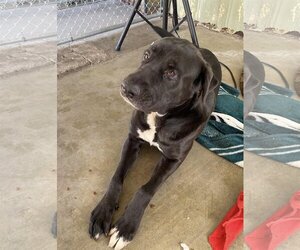 Mastador Dogs for adoption in El Centro, CA, USA