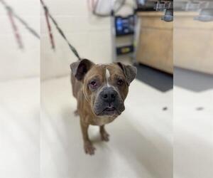 Bulldog-Unknown Mix Dogs for adoption in Center Township, PA, USA