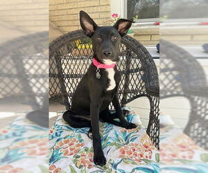 Mutt Dogs for adoption in Genesee, WI, USA