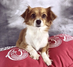 Dachshund Dogs for adoption in Garland, TX, USA