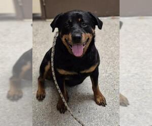 Rottweiler Dogs for adoption in Lodi, CA, USA