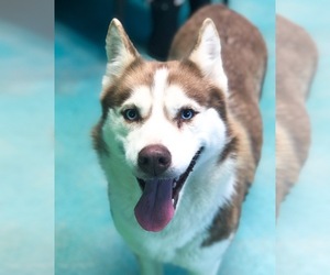 Siberian Husky Dogs for adoption in Guthrie, OK, USA