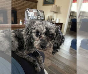 Poodle (Miniature)-Unknown Mix Dogs for adoption in Colorado Springs, CO, USA