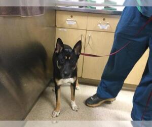 Mutt Dogs for adoption in Riverside, CA, USA