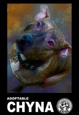 American Bulldog-Unknown Mix Dogs for adoption in Millington, TN, USA