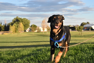 Labrottie Dogs for adoption in boulder, CO, USA