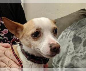 Chihuahua Dogs for adoption in Ramona, CA, USA