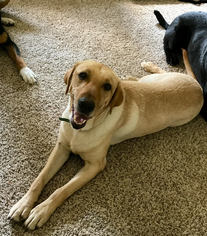 Labrador Retriever Dogs for adoption in Buford, GA, USA