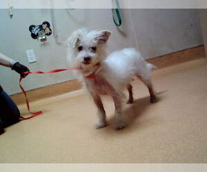 Mutt Dogs for adoption in Martinez, CA, USA