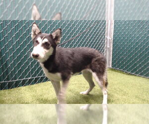 Siberian Husky Dogs for adoption in Downey, CA, USA