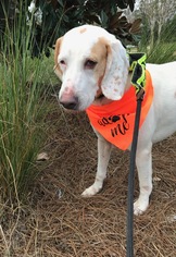 Mutt Dogs for adoption in Elkton, FL, USA
