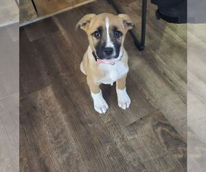 Medium Photo #1 Shepradors Puppy For Sale in Princeton, MN, USA