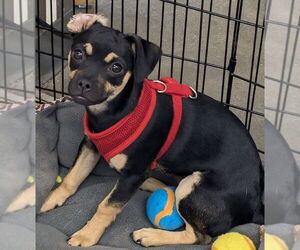 Doxie-Pin Dogs for adoption in San Bernardino, CA, USA