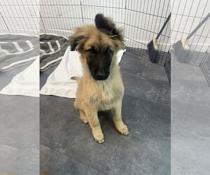 German Shepherd Dog Dogs for adoption in Seattle, WA, USA