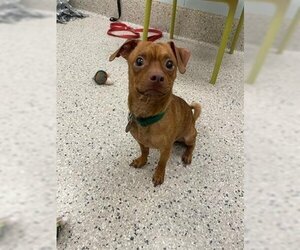 Chug Dogs for adoption in Brighton, CO, USA