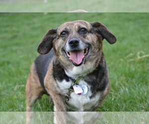 Beagi Dogs for adoption in Cincinnati, OH, USA