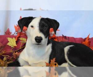 Lab-Pointer Dogs for adoption in Kansas City, MO, USA