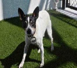 Rat Terrier Dogs for adoption in Bronx, NY, USA