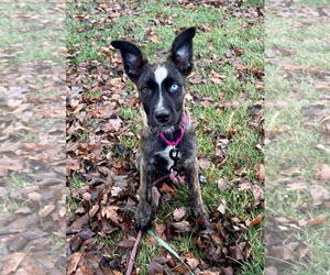 Border Collie-Siberian Husky Mix Dogs for adoption in GILBERTS, IL, USA