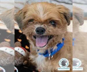 Shih Tzu Dogs for adoption in Kennesaw, GA, USA