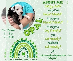American Staffordshire Terrier-Unknown Mix Dogs for adoption in New Oxford , PA, USA