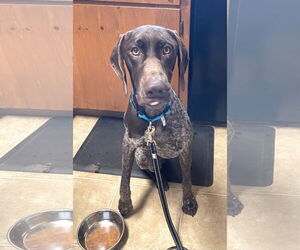 German Shorthaired Pointer Dogs for adoption in Menlo Park, CA, USA