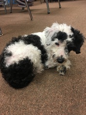 Maltipoo Dogs for adoption in Pawtucket, RI, USA