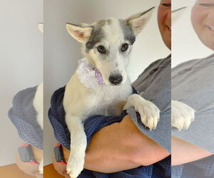 Huskies -Unknown Mix Dogs for adoption in McKinney, TX, USA