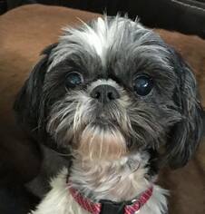 Shih Tzu Dogs for adoption in Zionsville, IN, USA