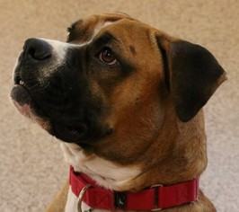 Boxer Dogs for adoption in Kennesaw, GA, USA