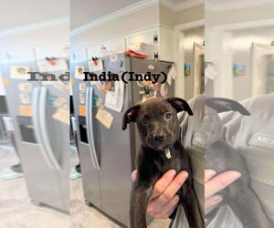 Mutt Dogs for adoption in Farmerville, LA, USA